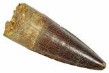 Fossil Spinosaurus Tooth - Real Fossil Tooth #372903-1